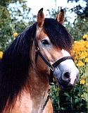 Tornado Portrait gelb